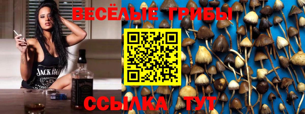 Псилоцибиновые грибы Cubensis  Вход с VPN  цена   Псилоцибиновые грибы MAGIC MUSHROOMS  Павловский Посад 